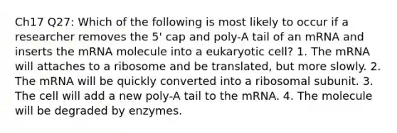 Ch17 Q27: Which of the following is most likely to occur if a researcher removes the 5' cap and poly-A tail of an mRNA and inserts the mRNA molecule into a eukaryotic cell? 1. The mRNA will attaches to a ribosome and be translated, but more slowly. 2. The mRNA will be quickly converted into a ribosomal subunit. 3. The cell will add a new poly-A tail to the mRNA. 4. The molecule will be degraded by enzymes.