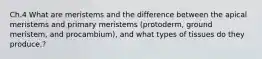 Ch.4 What are meristems and the difference between the apical meristems and primary meristems (protoderm, ground meristem, and procambium), and what types of tissues do they produce.?