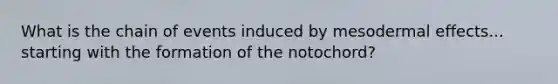 What is the chain of events induced by mesodermal effects... starting with the formation of the notochord?