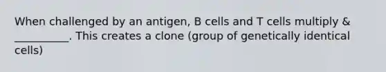 When challenged by an antigen, B cells and T cells multiply & __________. This creates a clone (group of genetically identical cells)