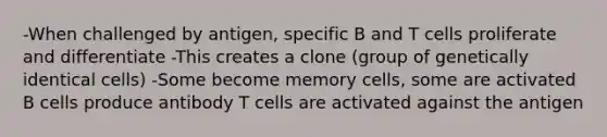 -When challenged by antigen, specific B and T cells proliferate and differentiate -This creates a clone (group of genetically identical cells) -Some become memory cells, some are activated B cells produce antibody T cells are activated against the antigen