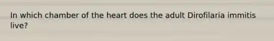 In which chamber of the heart does the adult Dirofilaria immitis live?