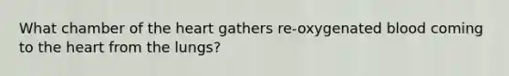 What chamber of the heart gathers re-oxygenated blood coming to the heart from the lungs?