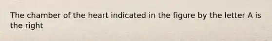 The chamber of the heart indicated in the figure by the letter A is the right