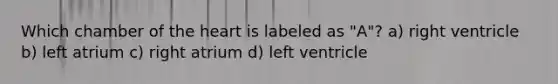 Which chamber of <a href='https://www.questionai.com/knowledge/kya8ocqc6o-the-heart' class='anchor-knowledge'>the heart</a> is labeled as "A"? a) right ventricle b) left atrium c) right atrium d) left ventricle