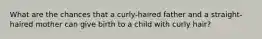 What are the chances that a curly-haired father and a straight-haired mother can give birth to a child with curly hair?