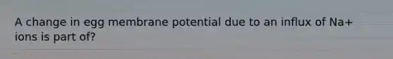 A change in egg membrane potential due to an influx of Na+ ions is part of?