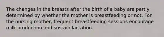 The changes in the breasts after the birth of a baby are partly determined by whether the mother is breastfeeding or not. For the nursing mother, frequent breastfeeding sessions encourage milk production and sustain lactation.