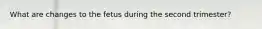 What are changes to the fetus during the second trimester?