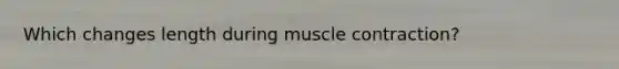 Which changes length during muscle contraction?