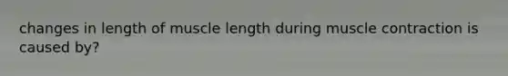 changes in length of muscle length during muscle contraction is caused by?