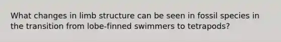 What changes in limb structure can be seen in fossil species in the transition from lobe-finned swimmers to tetrapods?