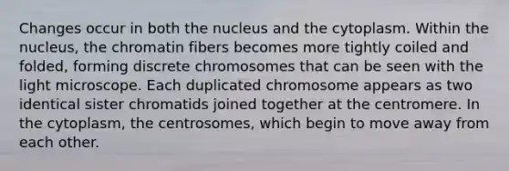 Changes occur in both the nucleus and the cytoplasm. Within the nucleus, the chromatin fibers becomes more tightly coiled and folded, forming discrete chromosomes that can be seen with the light microscope. Each duplicated chromosome appears as two identical sister chromatids joined together at the centromere. In the cytoplasm, the centrosomes, which begin to move away from each other.