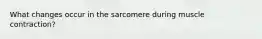What changes occur in the sarcomere during muscle contraction?