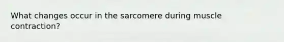 What changes occur in the sarcomere during muscle contraction?