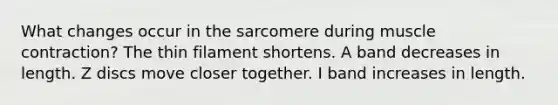 What changes occur in the sarcomere during muscle contraction? The thin filament shortens. A band decreases in length. Z discs move closer together. I band increases in length.