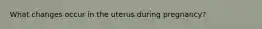 What changes occur in the uterus during pregnancy?