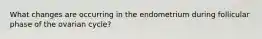 What changes are occurring in the endometrium during follicular phase of the ovarian cycle?