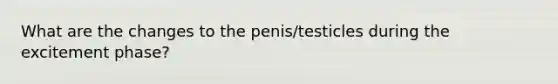 What are the changes to the penis/testicles during the excitement phase?