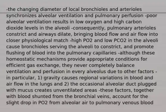 -the changing diameter of local bronchioles and arterioles synchronizes alveolar ventilation and pulmonary perfusion -poor alveolar ventilation results in low oxygen and high carbon dioxide levels in the alveoli -consequently, pulmonary arterioles constrict and airways dilate, bringing blood flow and air flow into closer physiological match -high PO2 and low PCO2 in the alveoli cause bronchioles serving the alveoli to constrict, and promote flushing of blood into the pulmonary capillaries -although these homeostatic mechanisms provide appropriate conditions for efficient <a href='https://www.questionai.com/knowledge/kU8LNOksTA-gas-exchange' class='anchor-knowledge'>gas exchange</a>, they never completely balance ventilation and perfusion in every alveolus due to other factors -in particular, 1) gravity causes regional variations in blood and air flow in the lungs and 2) the occasional alveolar duct plugged with mucus creates unventilated areas -these factors, together with blood shunted from the bronchial veins, account for the slight drop in PO2 from alveolar air to pulmonary venous blood