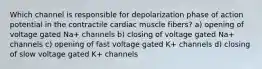 Which channel is responsible for depolarization phase of action potential in the contractile cardiac muscle fibers? a) opening of voltage gated Na+ channels b) closing of voltage gated Na+ channels c) opening of fast voltage gated K+ channels d) closing of slow voltage gated K+ channels