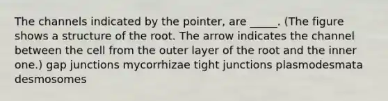 The channels indicated by the pointer, are _____. (The figure shows a structure of the root. The arrow indicates the channel between the cell from the outer layer of the root and the inner one.) gap junctions mycorrhizae tight junctions plasmodesmata desmosomes