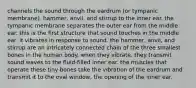 channels the sound through the eardrum (or tympanic membrane), hammer, anvil, and stirrup to the inner ear. the tympanic membrane separates the outer ear from the middle ear. this is the first structure that sound touches in the middle ear. it vibrates in response to sound. the hammer, anvil, and stirrup are an intricately connected chain of the three smallest bones in the human body. when they vibrate, they transmit sound waves to the fluid-filled inner ear. the muscles that operate these tiny bones take the vibration of the eardrum and transmit it to the oval window, the opening of the inner ear.