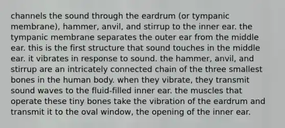 channels the sound through the eardrum (or tympanic membrane), hammer, anvil, and stirrup to the inner ear. the tympanic membrane separates the outer ear from the middle ear. this is the first structure that sound touches in the middle ear. it vibrates in response to sound. the hammer, anvil, and stirrup are an intricately connected chain of the three smallest bones in the human body. when they vibrate, they transmit sound waves to the fluid-filled inner ear. the muscles that operate these tiny bones take the vibration of the eardrum and transmit it to the oval window, the opening of the inner ear.