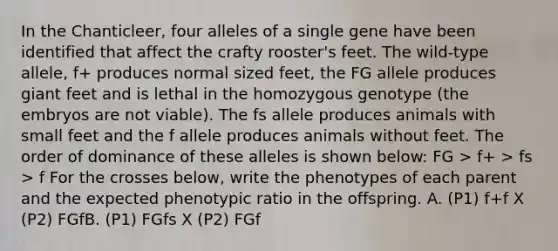 In the Chanticleer, four alleles of a single gene have been identified that affect the crafty rooster's feet. The wild-type allele, f+ produces normal sized feet, the FG allele produces giant feet and is lethal in the homozygous genotype (the embryos are not viable). The fs allele produces animals with small feet and the f allele produces animals without feet. The order of dominance of these alleles is shown below: FG > f+ > fs > f For the crosses below, write the phenotypes of each parent and the expected phenotypic ratio in the offspring. A. (P1) f+f X (P2) FGfB. (P1) FGfs X (P2) FGf