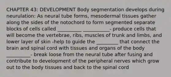 CHAPTER 43: DEVELOPMENT Body segmentation develops during neurulation: As neural tube forms, mesodermal tissues gather along the sides of the notochord to form segmented separate blocks of cells called __________ ___________- produce cells that will become the vertebrae, ribs, muscles of trunk and limbs, and lower layer of skin -help to guide the _________ that connect the brain and spinal cord with tissues and organs of the body __________- break loose from the neural tube after fusing and contribute to development of the peripheral nerves which grow out to the body tissues and back to the spinal cord