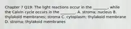 Chapter 7 Q19: The light reactions occur in the ________, while the Calvin cycle occurs in the ________. A. stroma; nucleus B. thylakoid membranes; stroma C. cytoplasm; thylakoid membrane D. stroma; thylakoid membranes