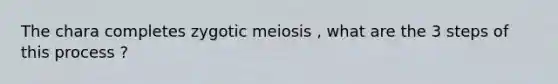 The chara completes zygotic meiosis , what are the 3 steps of this process ?