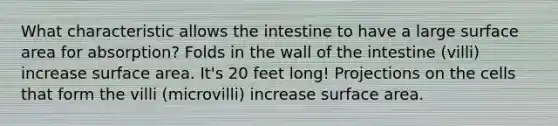 What characteristic allows the intestine to have a large <a href='https://www.questionai.com/knowledge/kEtsSAPENL-surface-area' class='anchor-knowledge'>surface area</a> for absorption? Folds in the wall of the intestine (villi) increase surface area. It's 20 feet long! Projections on the cells that form the villi (microvilli) increase surface area.