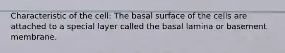 Characteristic of the cell: The basal surface of the cells are attached to a special layer called the basal lamina or basement membrane.