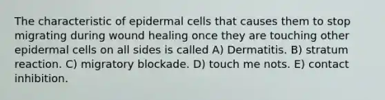 The characteristic of epidermal cells that causes them to stop migrating during wound healing once they are touching other epidermal cells on all sides is called A) Dermatitis. B) stratum reaction. C) migratory blockade. D) touch me nots. E) contact inhibition.