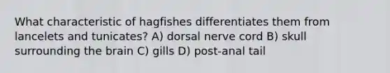 What characteristic of hagfishes differentiates them from lancelets and tunicates? A) dorsal nerve cord B) skull surrounding the brain C) gills D) post-anal tail