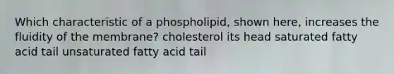 Which characteristic of a phospholipid, shown here, increases the fluidity of the membrane? cholesterol its head saturated fatty acid tail unsaturated fatty acid tail