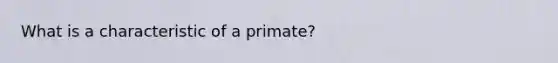 What is a characteristic of a primate?