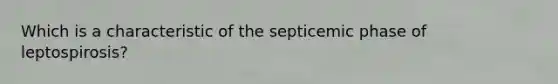 Which is a characteristic of the septicemic phase of leptospirosis?