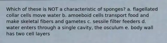 Which of these is NOT a characteristic of sponges? a. flagellated collar cells move water b. amoeboid cells transport food and make skeletal fibers and gametes c. sessile filter feeders d. water enters through a single cavity, the osculum e. body wall has two cell layers