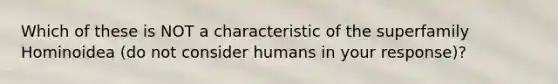 Which of these is NOT a characteristic of the superfamily Hominoidea (do not consider humans in your response)?