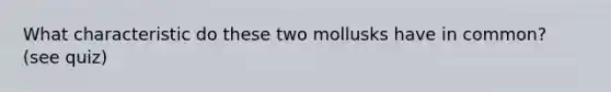 What characteristic do these two mollusks have in common? (see quiz)