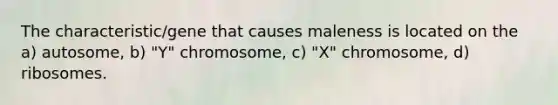 The characteristic/gene that causes maleness is located on the a) autosome, b) "Y" chromosome, c) "X" chromosome, d) ribosomes.