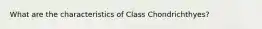 What are the characteristics of Class Chondrichthyes?