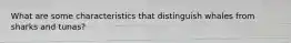 What are some characteristics that distinguish whales from sharks and tunas?
