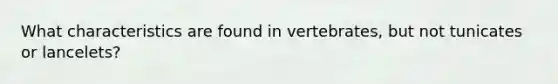 What characteristics are found in vertebrates, but not tunicates or lancelets?