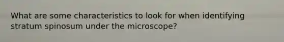 What are some characteristics to look for when identifying stratum spinosum under the microscope?