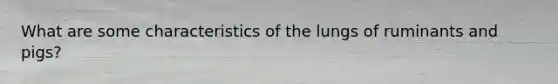 What are some characteristics of the lungs of ruminants and pigs?
