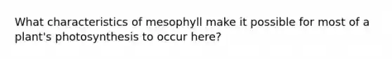 What characteristics of mesophyll make it possible for most of a plant's photosynthesis to occur here?