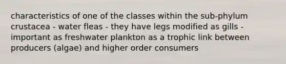 characteristics of one of the classes within the sub-phylum crustacea - water fleas - they have legs modified as gills - important as freshwater plankton as a trophic link between producers (algae) and higher order consumers